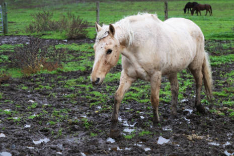 White horse walking through a muddy field