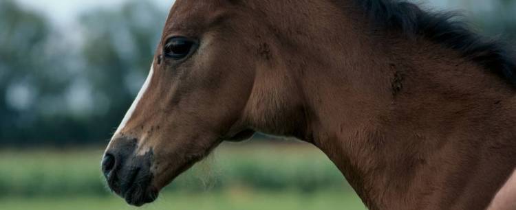 Close up on brown horse