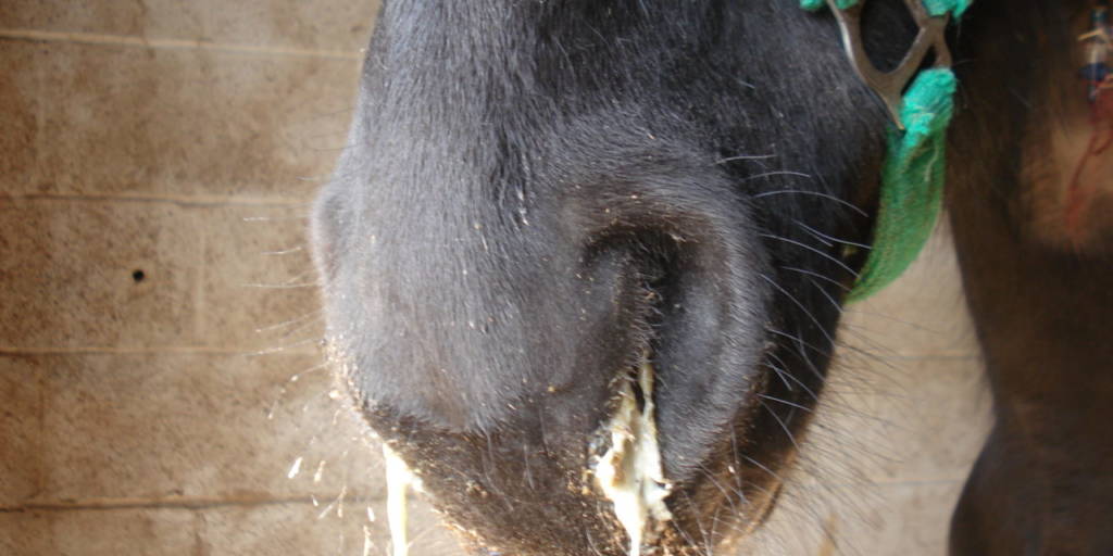 Nasal discharge in horse with strangles