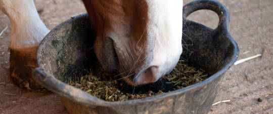 Horse eating from feed bucket