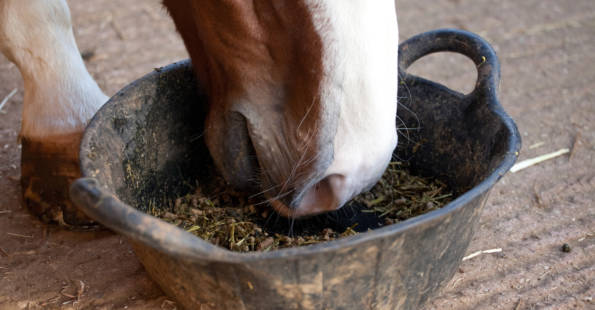 Horse eating from feed bucket
