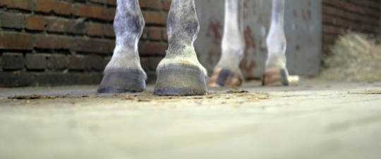 horses hooves