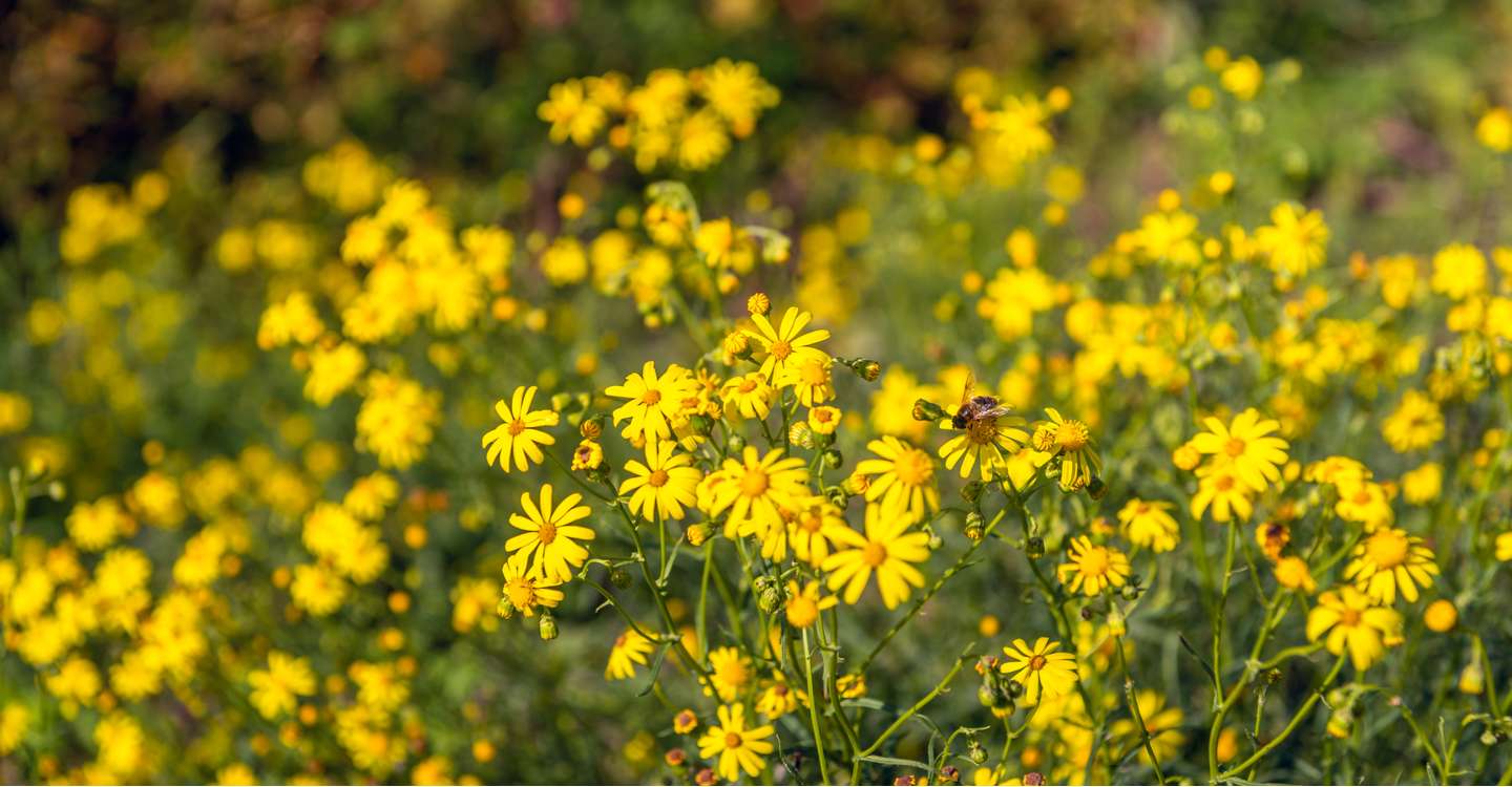 poisonous-plants-for-horses-owner-guide-vale-stables