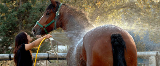 hosing down a horse
