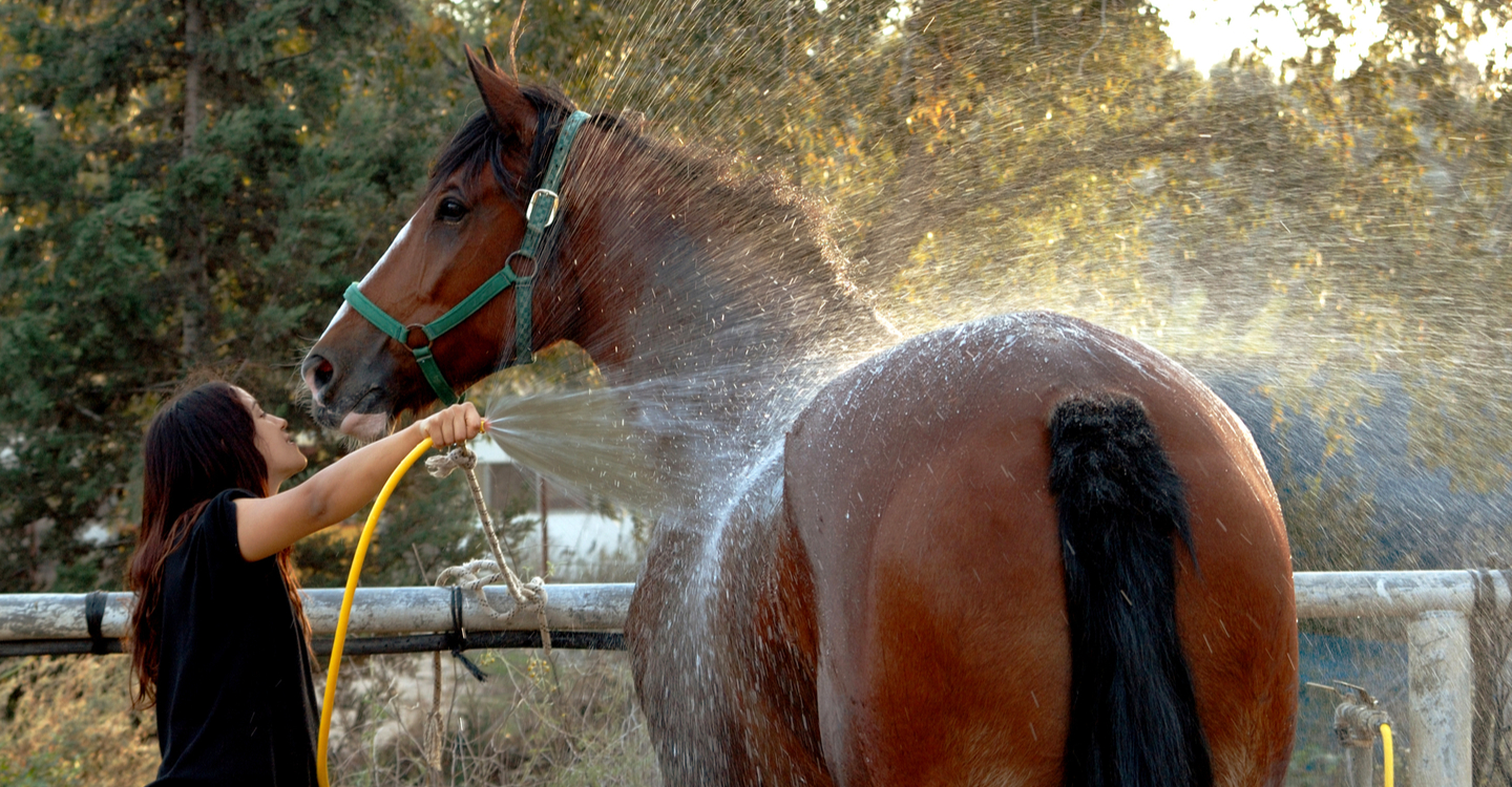 Horses and humans alike need extra care during the warmer weather. 