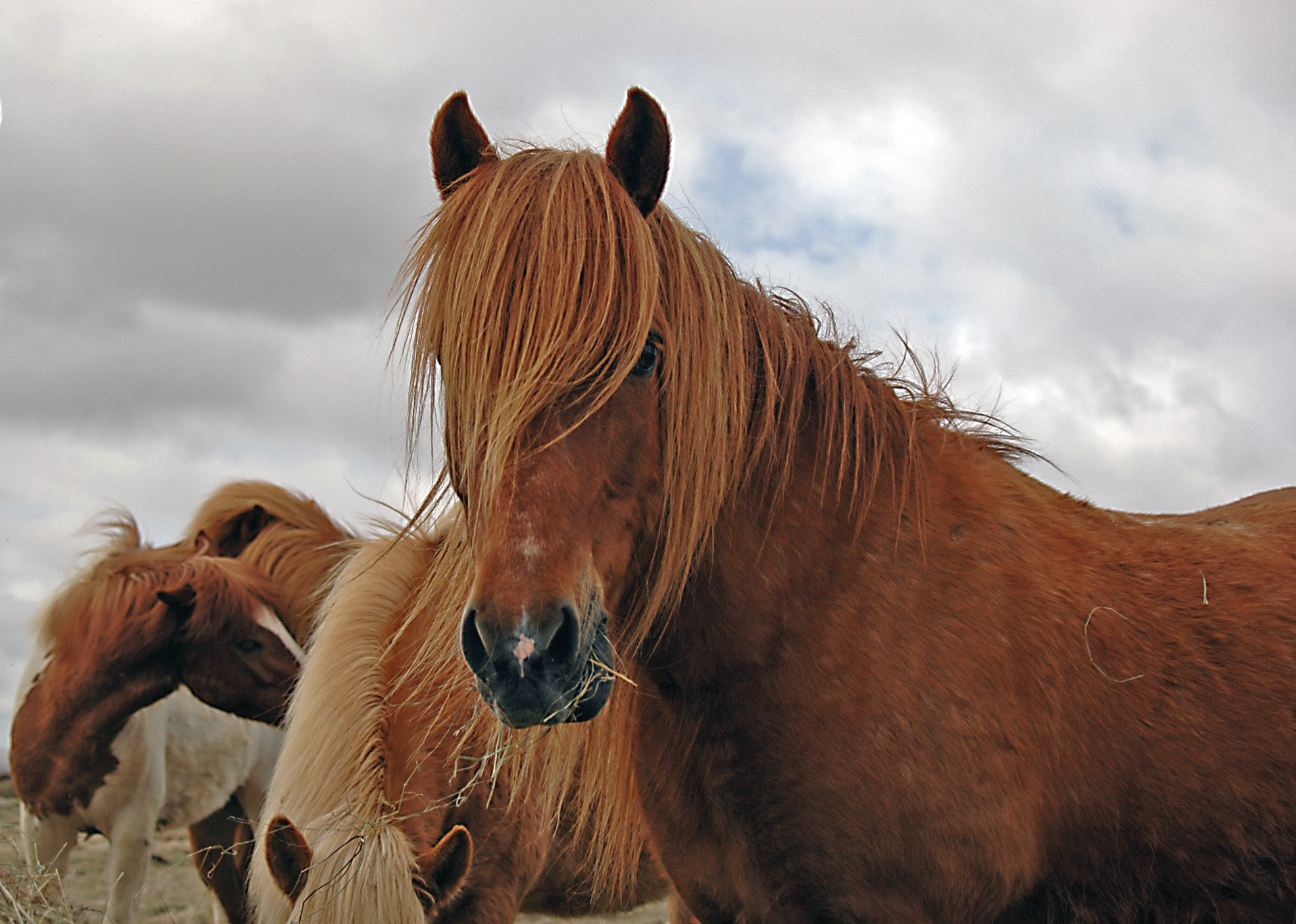 Clipping The Horse This Season Vale Stables