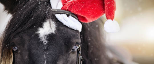 Horse wearing a santa hat
