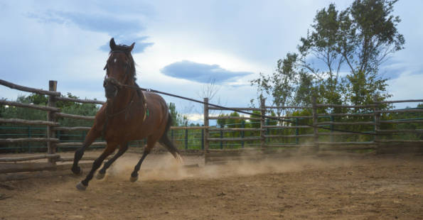 training a horse