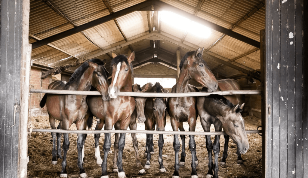 six brown horses lined up in front of stable door