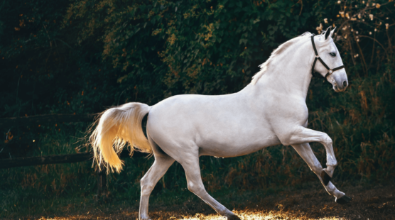 white horse galloping through field