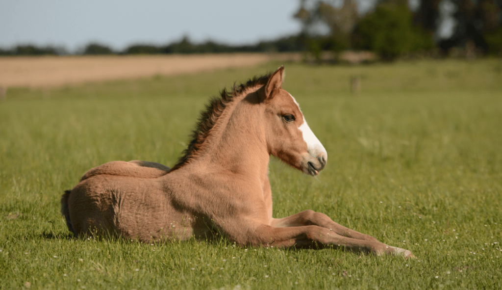 Small sand coloured horse laying down in a field