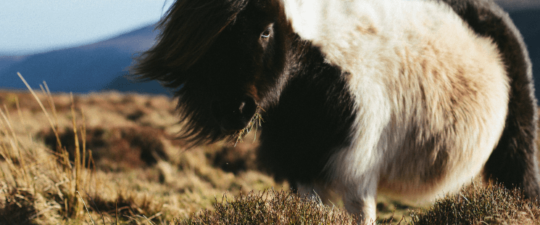 Small fluffy horse stood in field