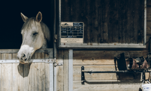 Horse with it's head resting on stable door