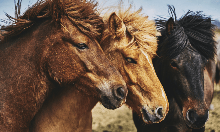 Three horses with their heads close together