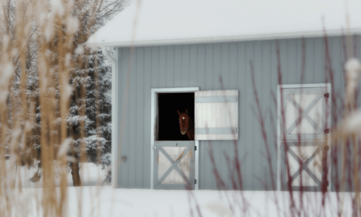 Brown horse with head poking out the door of a green stable which is in a field of snow