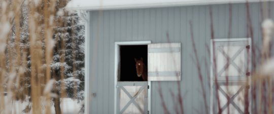 Brown horse with head poking out the door of a green stable which is in a field of snow