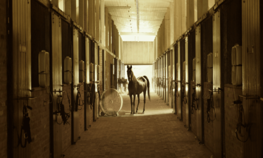 Black horse stood within corridor of stables