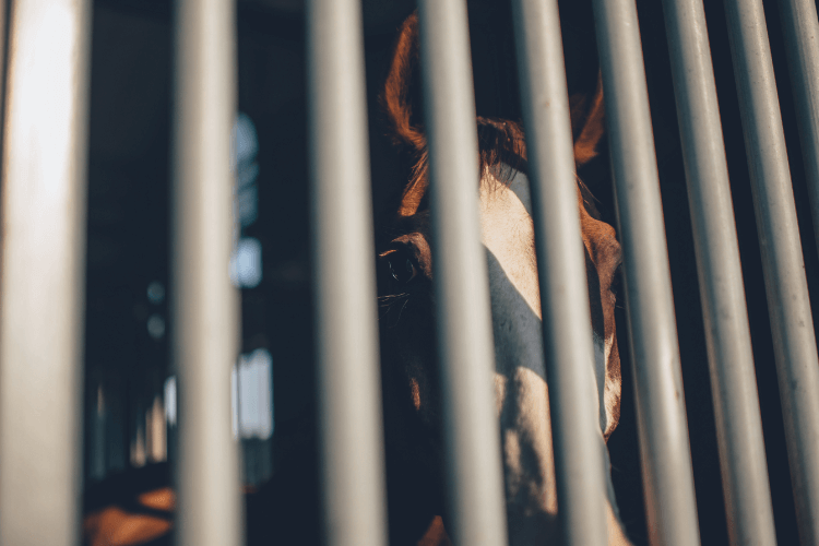 Brown and white horse peering through metal bars of stable