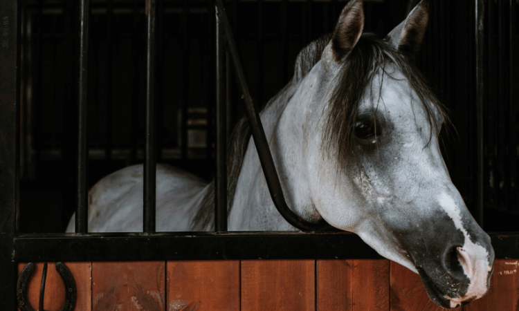 White and grey horse looking out of stable doorway