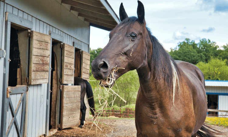Brown horse eating hay in front of stables