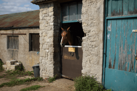 Brown coloured horse with white stripe down it's nose with it's head poking out of stable door way