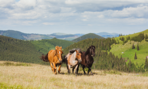 Three horses walking through a field