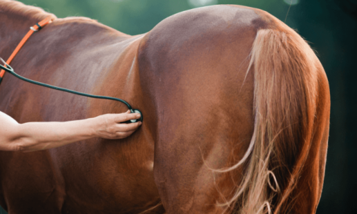 Person holding stethoscope up to a brown horses stomach