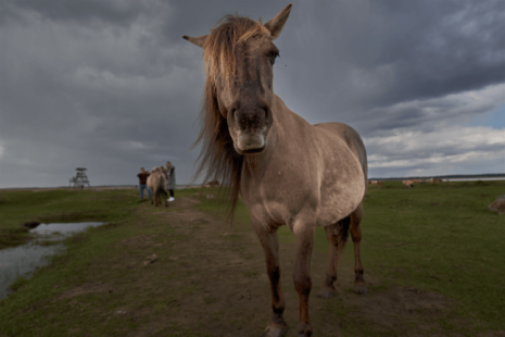 Horse in a muddy field