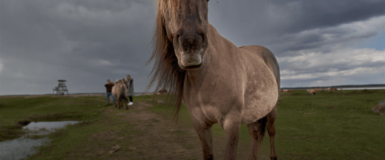 Horse in a muddy field