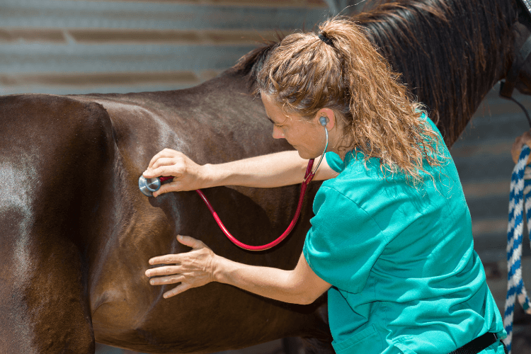 vet looking after a brown horse