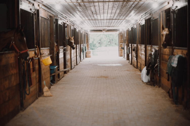 bright horse stable