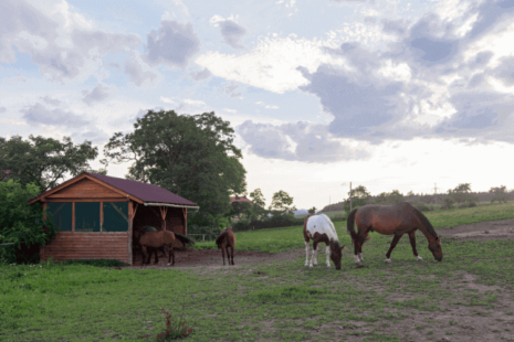 horses grazing outside mobile field shelter