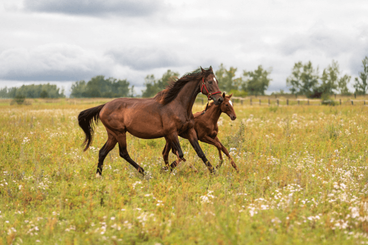 top tips for new horse owners: horses running in the field