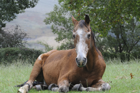 old horse lying down on the grass