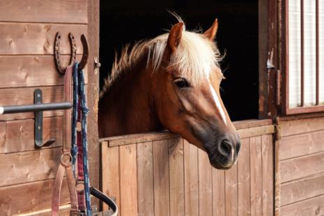 horse hanging its head out of a stable