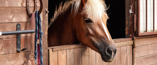 horse hanging its head out of a stable