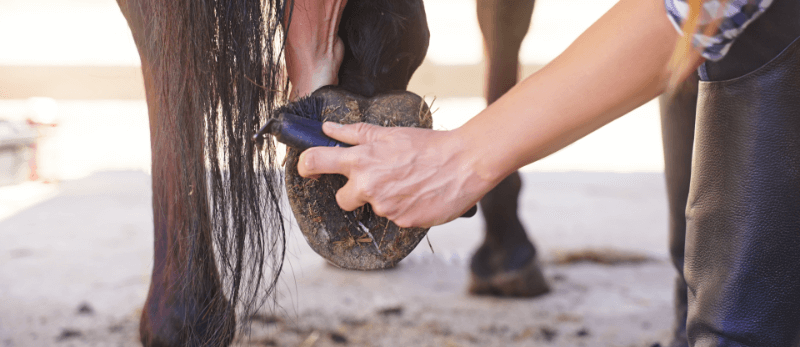 cleaning a horse's hoof