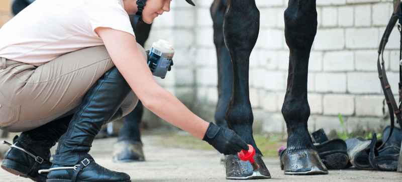 Cleaning a horses hooves