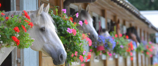 horses in decorated stables