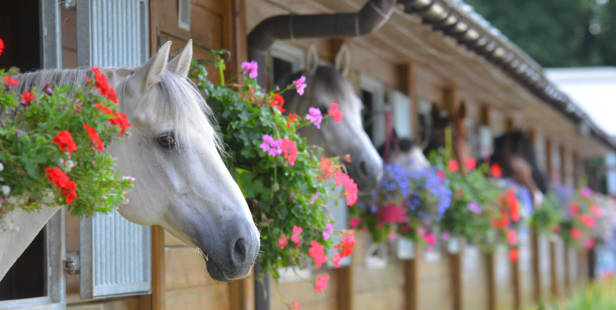 horses in decorated stables