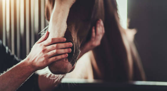 A close-up shot of a man petting a brown and white horse.