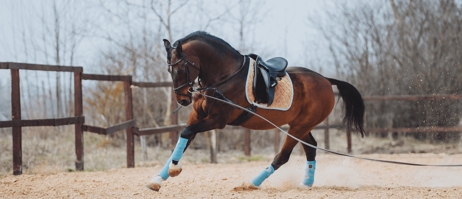 A brown horse exercising in a school on a long reign.