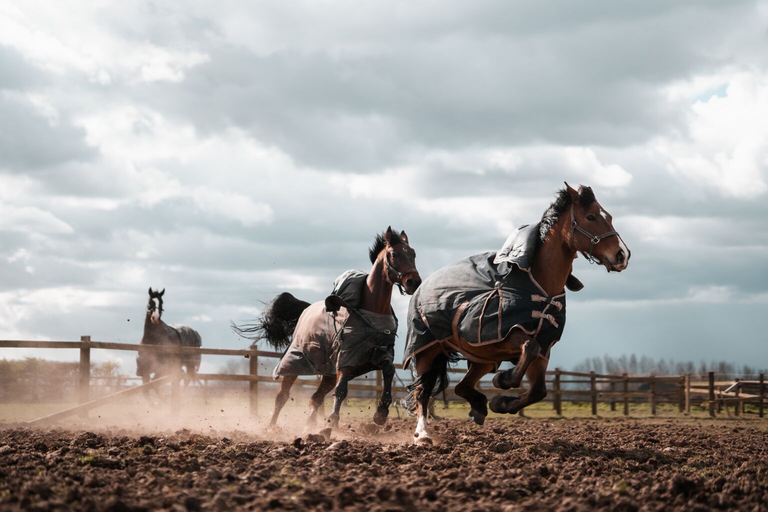 The Ultimate Horse Rug Guide | Vale Stables