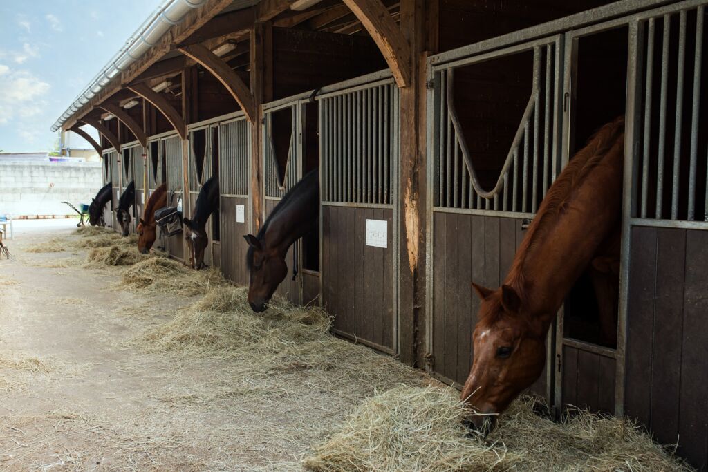 An image of a horse in a stable eating hay.