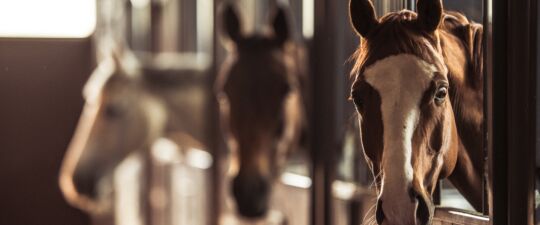 Three horses with their ears forward and their heads sticking out of their horse stable.