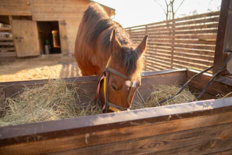 A brown horse with it's head in a wooden feeder eating hay in his stable.