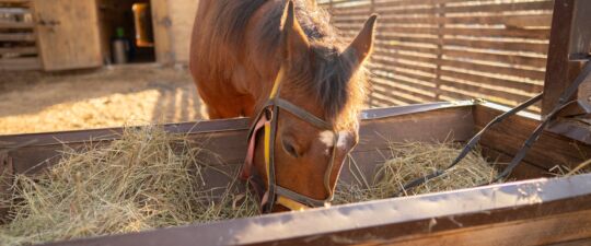 A brown horse with it's head in a wooden feeder eating hay in his stable.